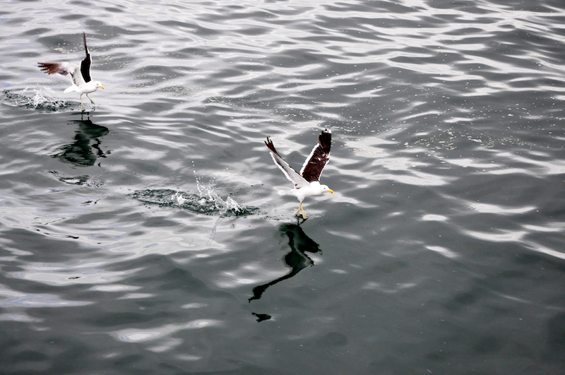 Melanie Heinrich Travel images Capetown -Shark diving Africa